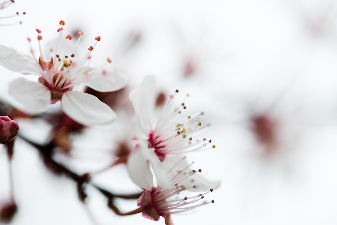 探索白絲動(dòng)漫圖片的魅力世界