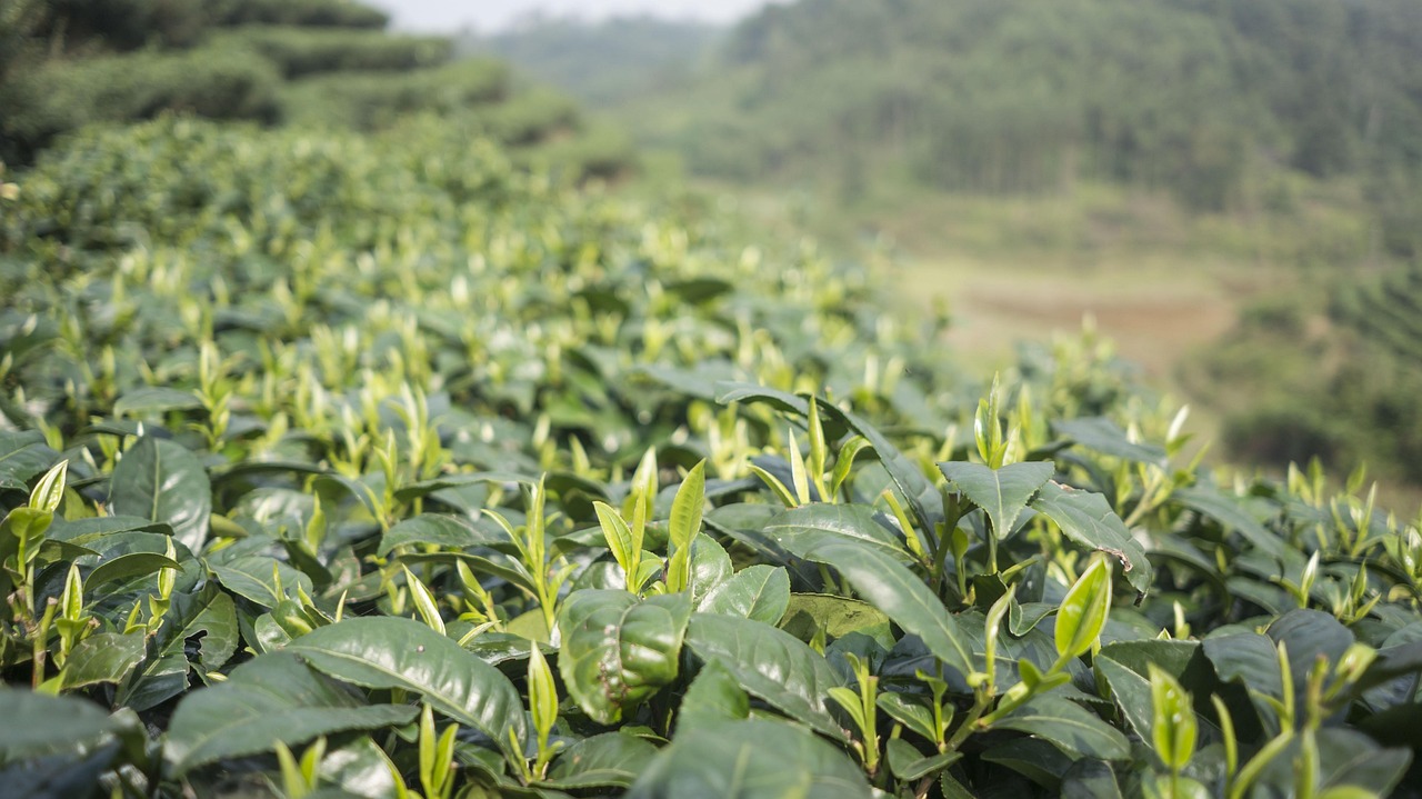 揚州綠楊春茶葉價格表揭秘，茶葉背后的故事與價格一覽