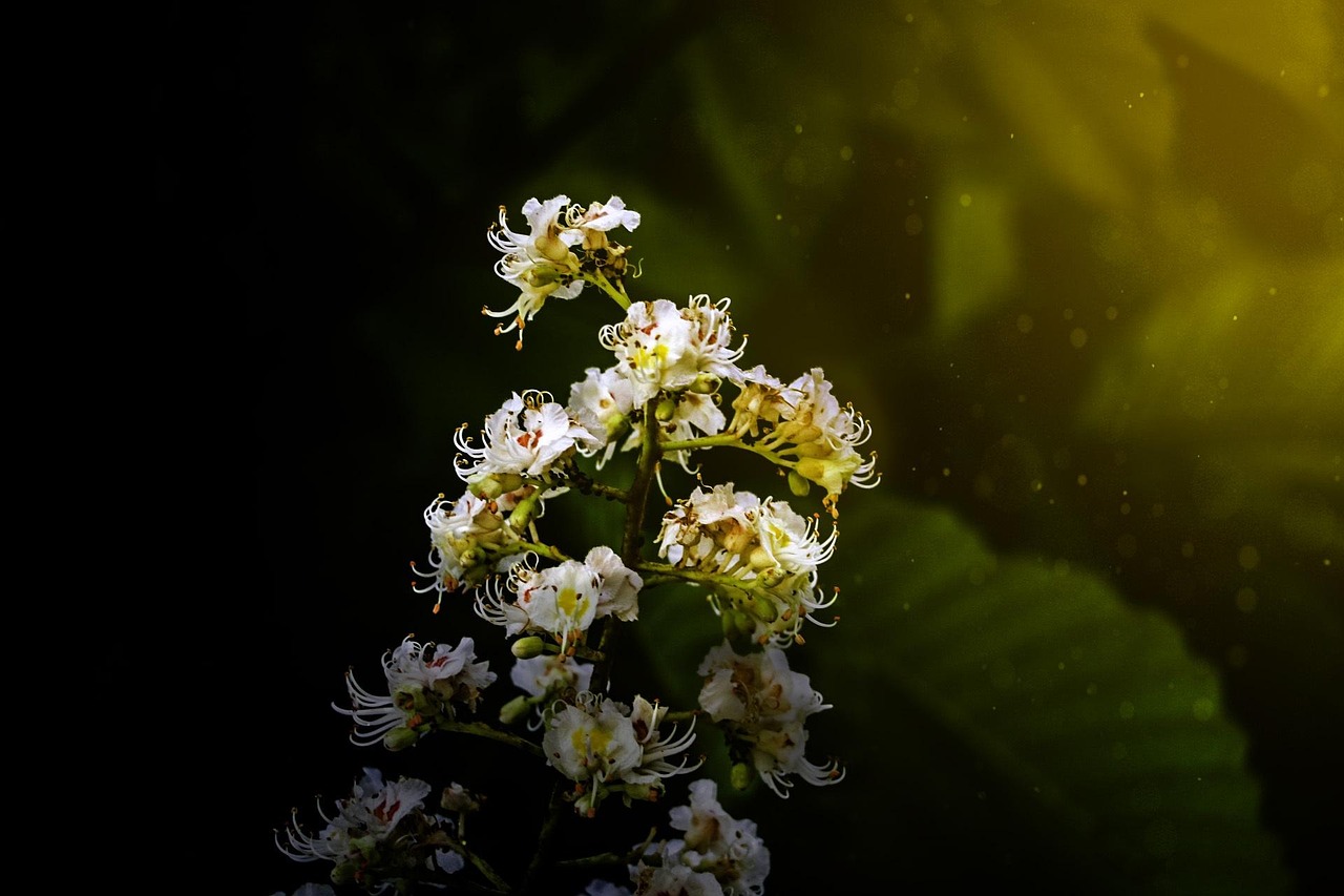 動漫菊，綻放的藝術(shù)之美驚艷視覺的二次元花朵