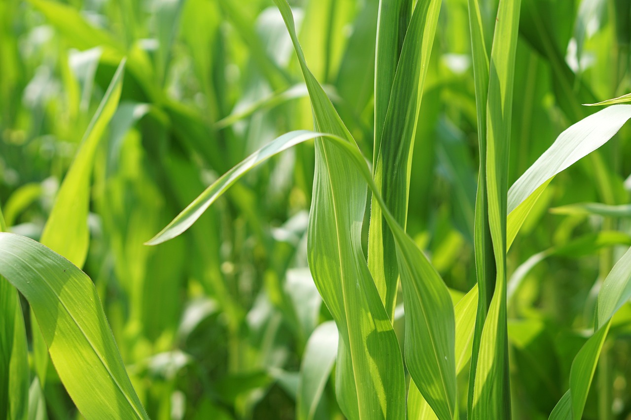 野生蜜價(jià)格行情深度分析