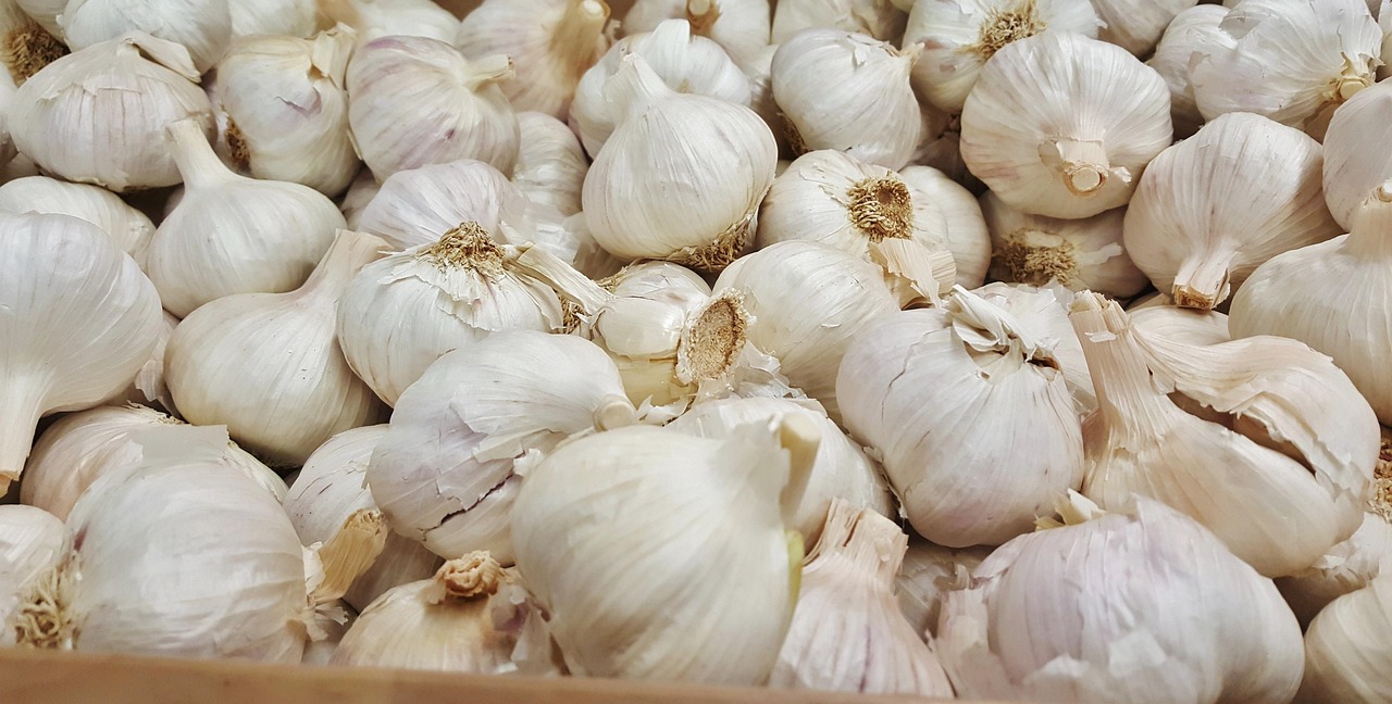 平菇價格最新行情及分析