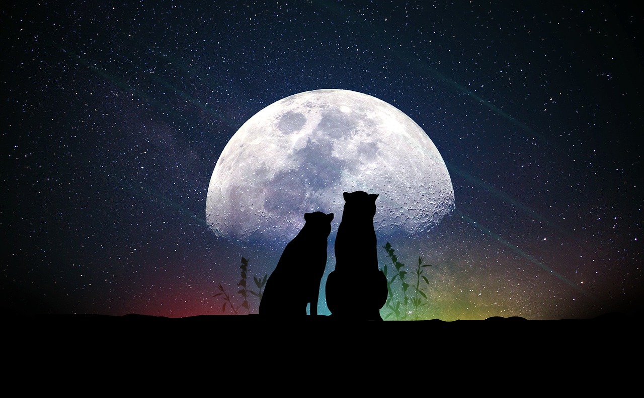探索璀璨星空的無限魅力，明星名字大全