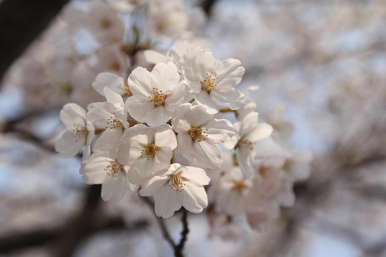 荔枝季節(jié)來臨，現(xiàn)在荔枝已上市了嗎？
