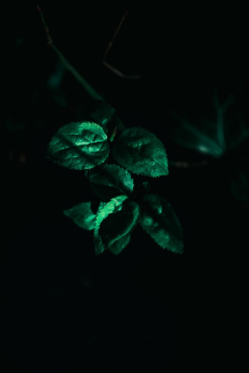 薩德事件最新動態(tài)視頻，全球關(guān)注與影響分析摘要