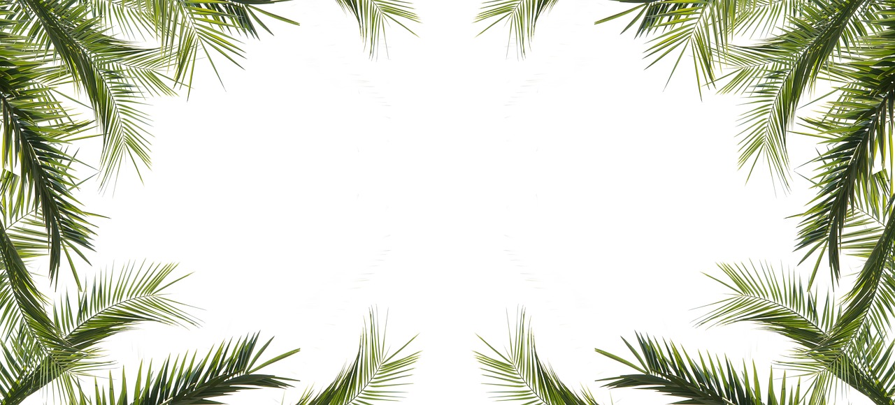 熱帶盛宴，芒果上市季節(jié)的豐收喜悅