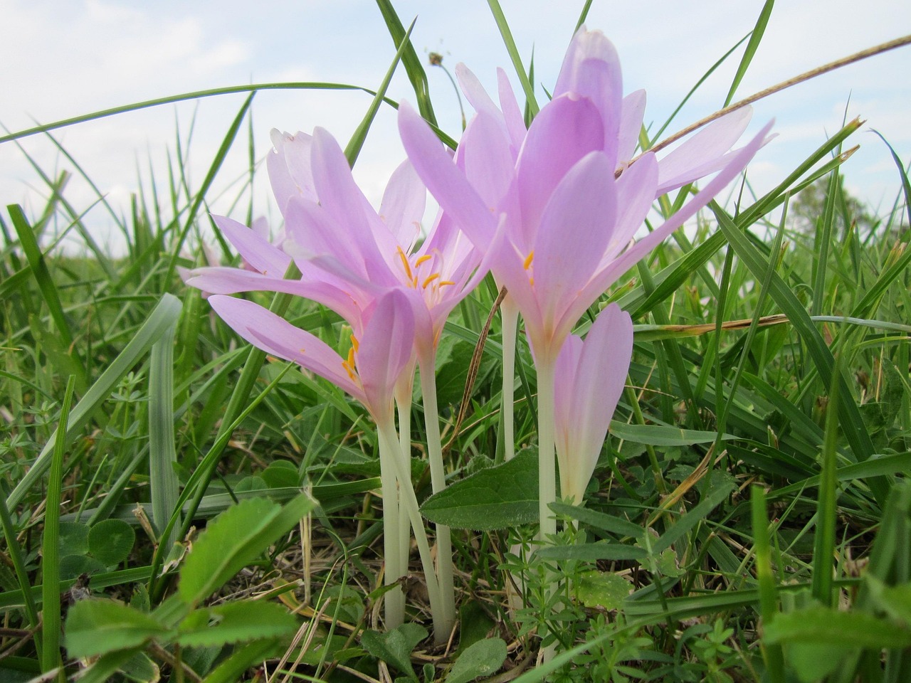 三生三世十里桃花，跨越三生的情感傳奇全集免費(fèi)觀看