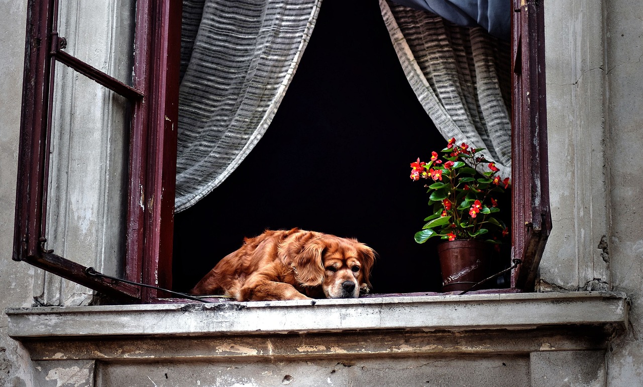 電影血狼犬，人與犬的生死相依之旅