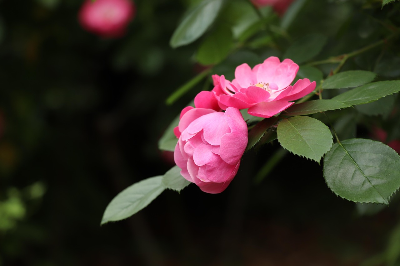 薔薇動(dòng)漫，藝術(shù)魅力與情感共鳴的綻放